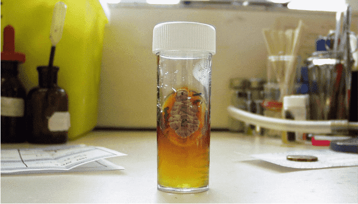 Blood fungus culture
