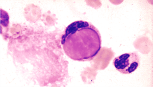 LE Cell Test
